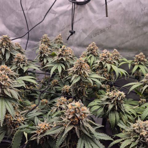 CHERRY BACIO growlog timeline photo