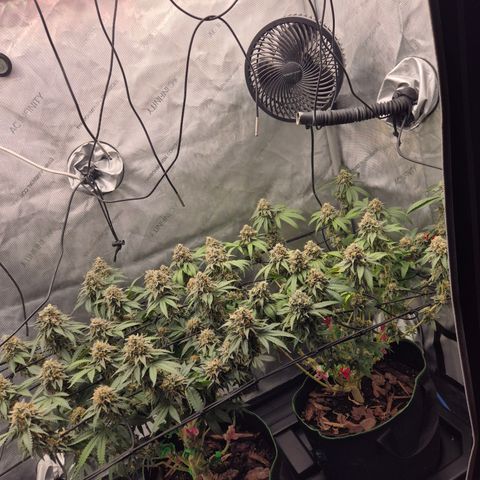 CHERRY BACIO growlog timeline photo