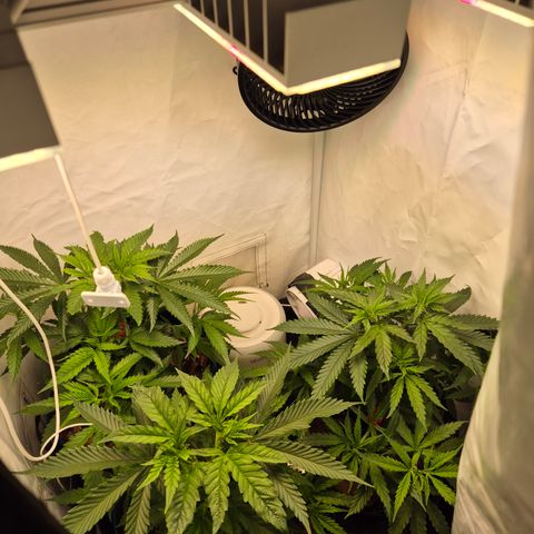 La Sugar growlog timeline photo