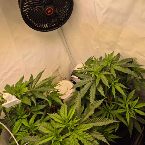 La Sugar growlog timeline photo