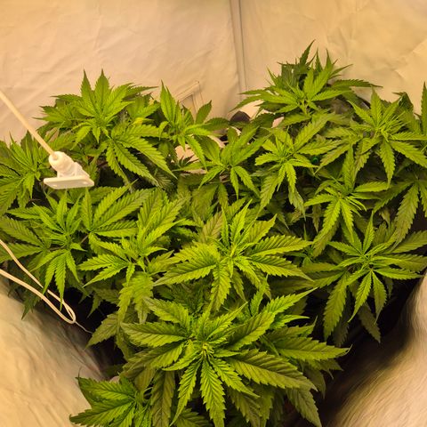 La Sugar growlog timeline photo