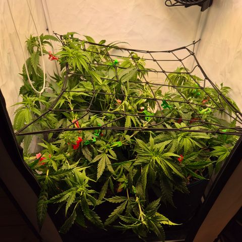 La Sugar growlog timeline photo