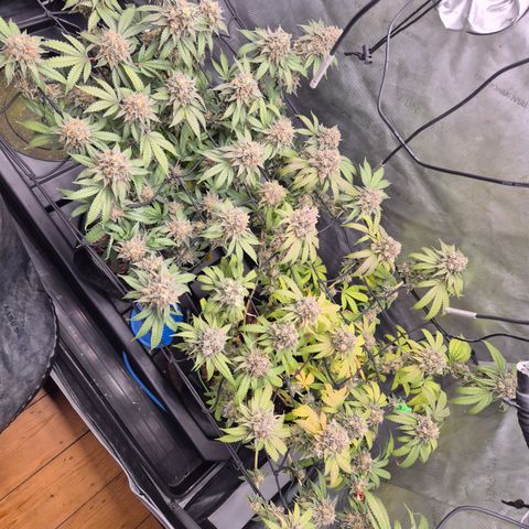 CHERRY BACIO growlog timeline photo