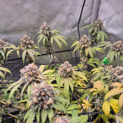 CHERRY BACIO growlog timeline photo