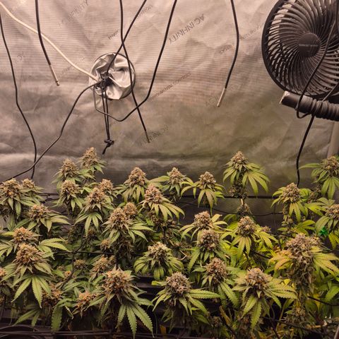 CHERRY BACIO growlog timeline photo