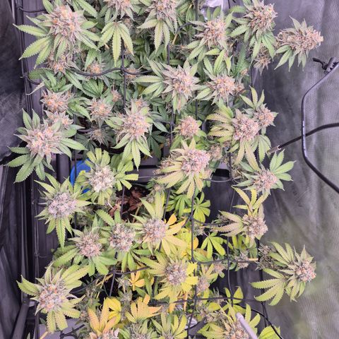CHERRY BACIO growlog timeline photo
