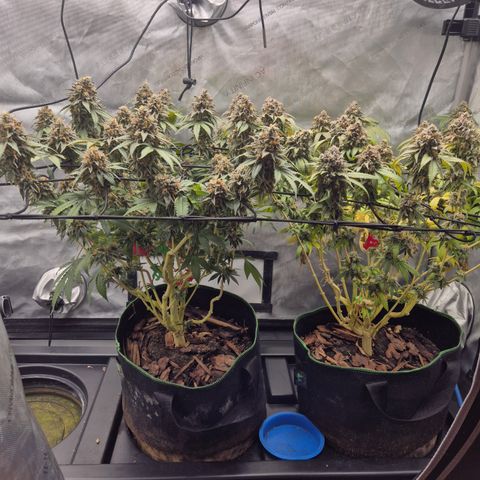 CHERRY BACIO growlog timeline photo