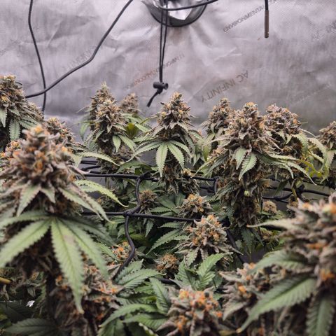 CHERRY BACIO growlog timeline photo