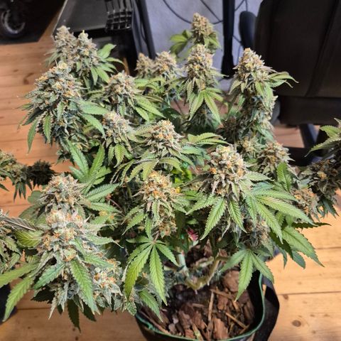 CHERRY BACIO growlog timeline photo