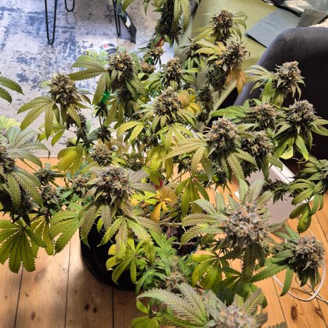 CHERRY BACIO growlog timeline photo