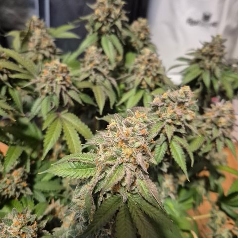 CHERRY BACIO growlog timeline photo