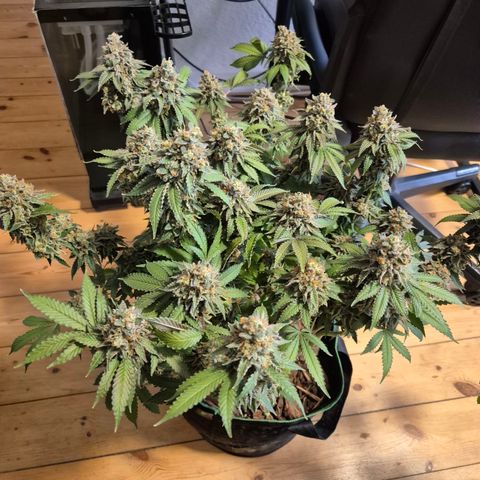 CHERRY BACIO growlog timeline photo