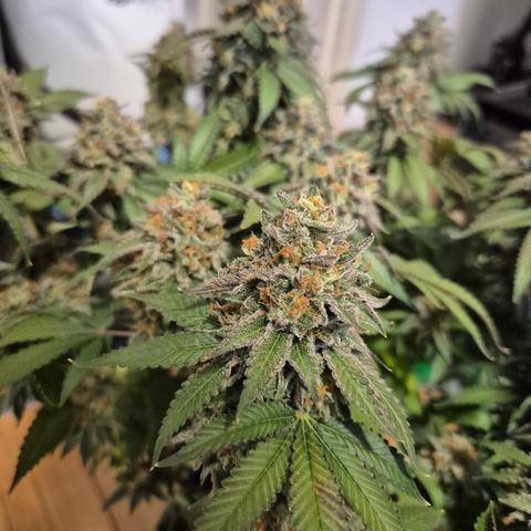 CHERRY BACIO growlog timeline photo