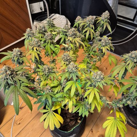 CHERRY BACIO growlog timeline photo