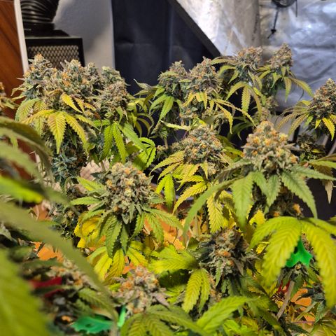 CHERRY BACIO growlog timeline photo