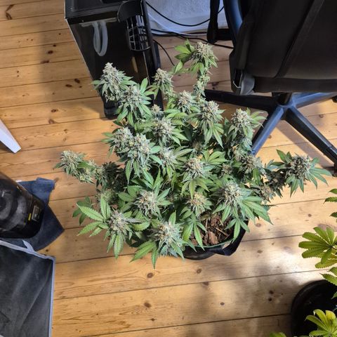 CHERRY BACIO growlog timeline photo