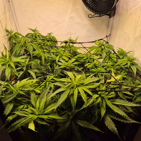 La Sugar growlog timeline photo