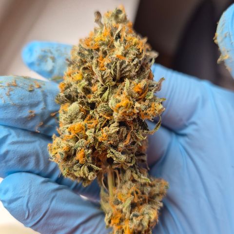 CHERRY BACIO growlog timeline photo