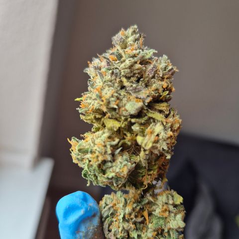CHERRY BACIO growlog timeline photo