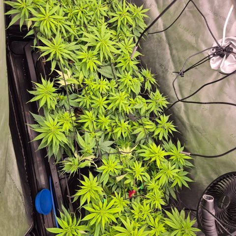 La Sugar growlog timeline photo