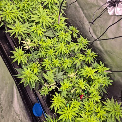 La Sugar growlog timeline photo