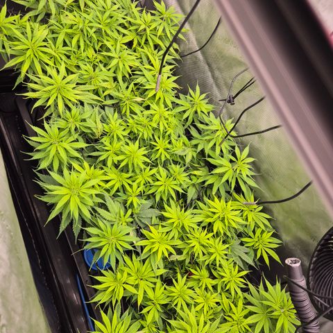 La Sugar growlog photo: Magnesium Mangel 
Warte auf Dolomitkalk kommt bis Freitag 