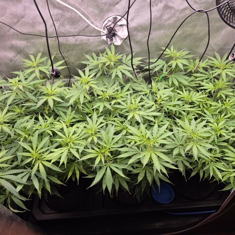 La Sugar growlog timeline photo