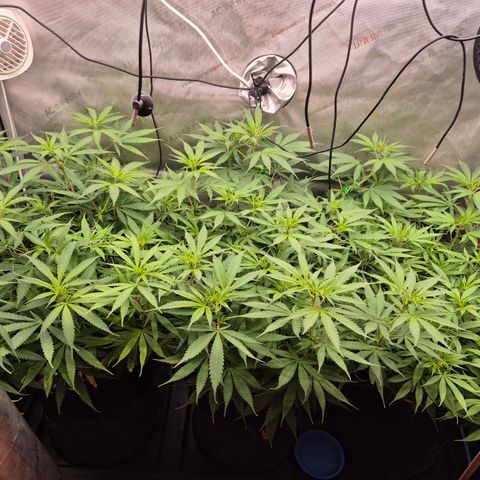 La Sugar growlog timeline photo
