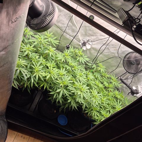La Sugar growlog timeline photo