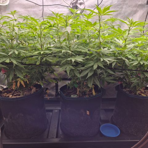 La Sugar growlog timeline photo