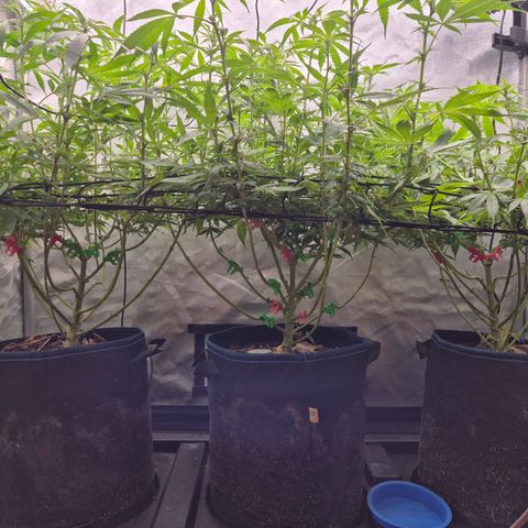 La Sugar growlog timeline photo