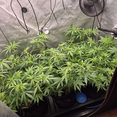 La Sugar growlog timeline photo