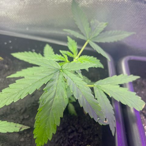 ZV#4 growlog photo: Poda de folhas maiores em uma planta, e teste de poda para nascimento de 4 ramificações 