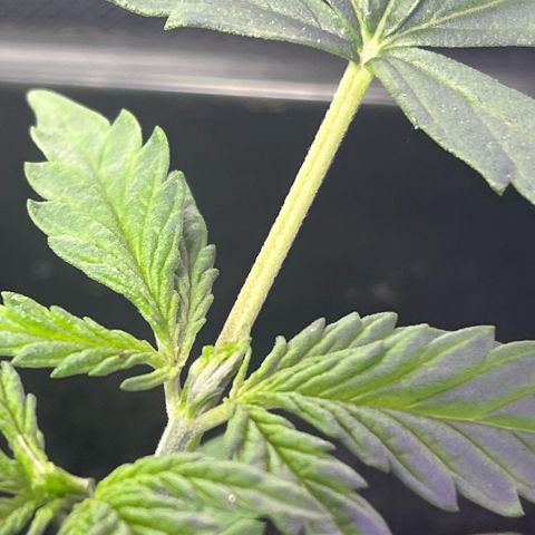 ZV#4 growlog photo: Poda de folhas maiores em uma planta, e teste de poda para nascimento de 4 ramificações 