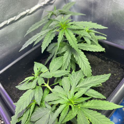 ZV#4 growlog photo: Água, nutri e repelente 