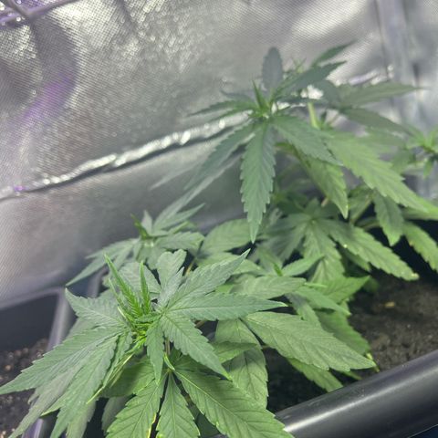 ZV#4 growlog timeline photo