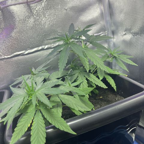 ZV#4 growlog timeline photo