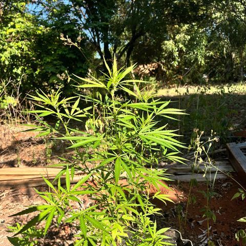 ZamBR Vibes #1 (Little White) growlog timeline photo