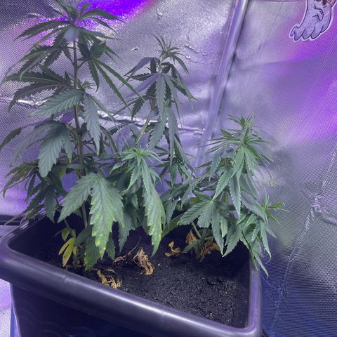 ZV#4 growlog photo: Folhas um pouco murchas mas a aguinha chegou 