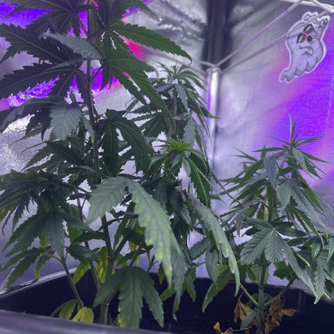 ZV#4 growlog timeline photo