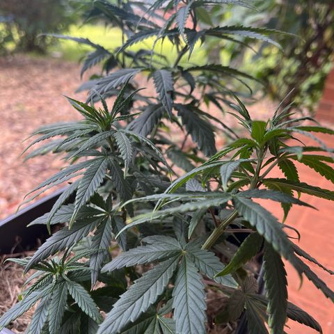 ZV#4 growlog timeline photo