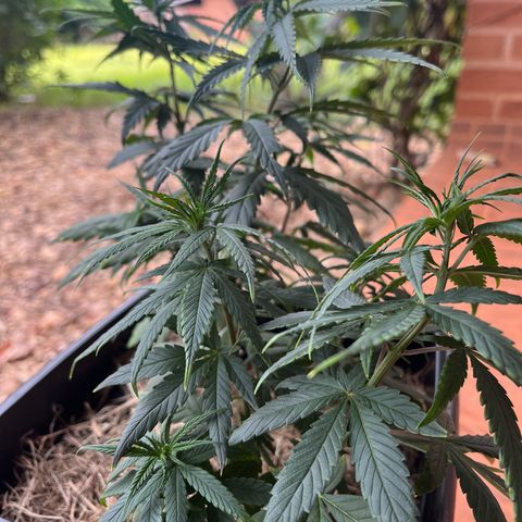 ZV#4 growlog timeline photo
