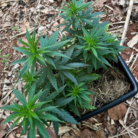 ZV#4 growlog timeline photo