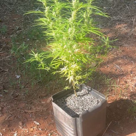 ZamBR Vibes #1 (Little White) growlog timeline photo
