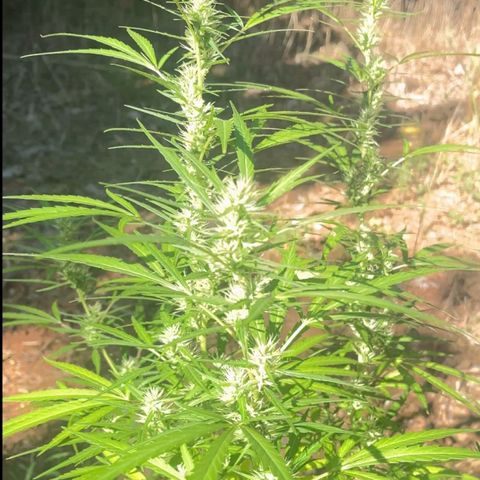 ZamBR Vibes #1 (Little White) growlog timeline photo
