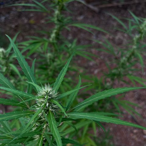 ZamBR Vibes #1 (Little White) growlog timeline photo