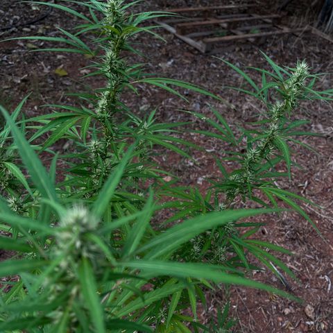 ZamBR Vibes #1 (Little White) growlog timeline photo