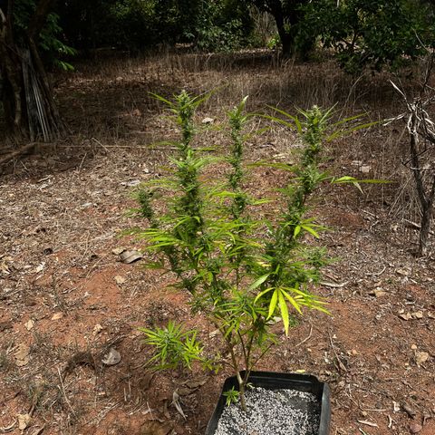 ZamBR Vibes #1 (Little White) growlog photo: Após poda para retirada de folhas 