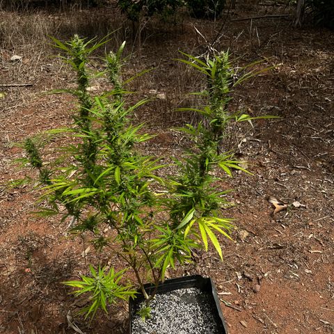 ZamBR Vibes #1 (Little White) growlog photo: Após poda para retirada de folhas 