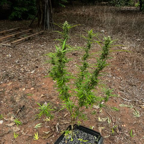 ZamBR Vibes #1 (Little White) growlog photo: Após poda para retirada de folhas 